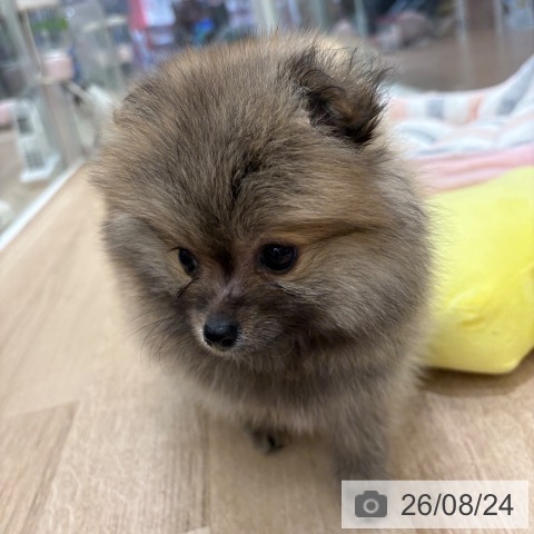 ポメラニアンの写真