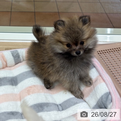 大阪府のポメラニアン (ペットプラス 鶴見店/2026年6月24日生まれ/女の子/ウルフセーブル)の子犬の4枚目の画像