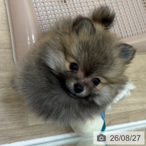 大阪府のポメラニアン (ペットプラス 鶴見店/2026年6月24日生まれ/女の子/ウルフセーブル)の子犬の3枚目の画像