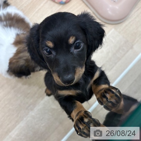 ミニチュア・ダックスフンドの写真