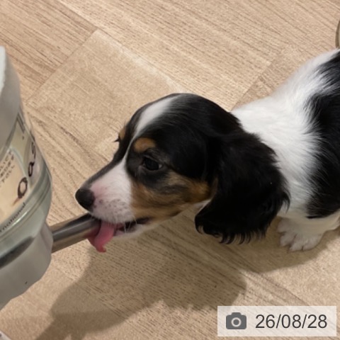 ミニチュア・ダックスフンドの写真