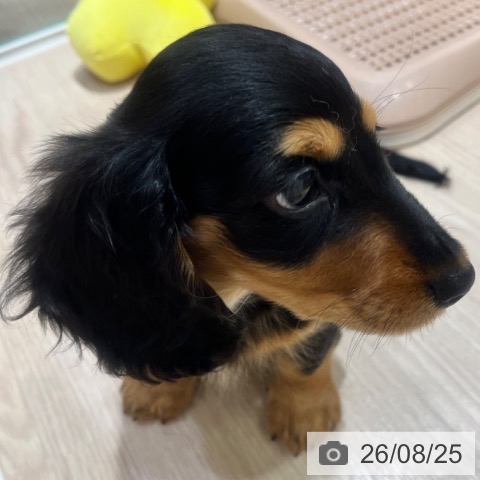 ミニチュア・ダックスフンドの写真