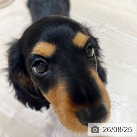 ミニチュア・ダックスフンドの写真