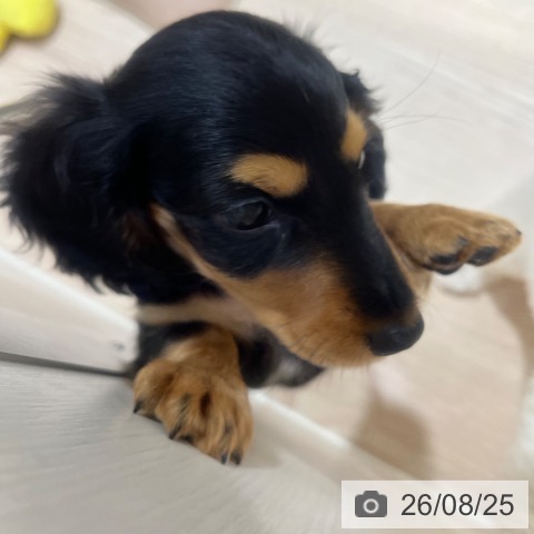 ミニチュア・ダックスフンドの写真
