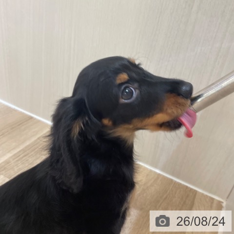 ミニチュア・ダックスフンドの写真