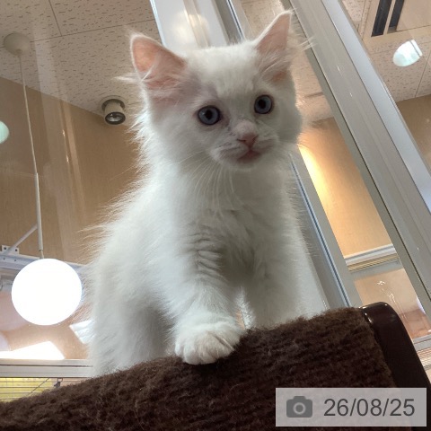 ラグドールの写真