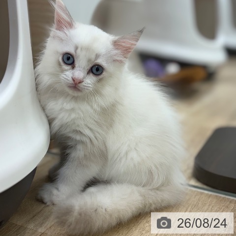 ラグドールの写真