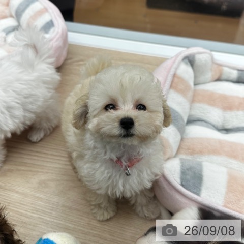 京都府のトイプードル(トイ) (ペットプラス 京都桂川店/2026年6月25日生まれ/女の子/ホワイト)の子犬の4枚目の画像