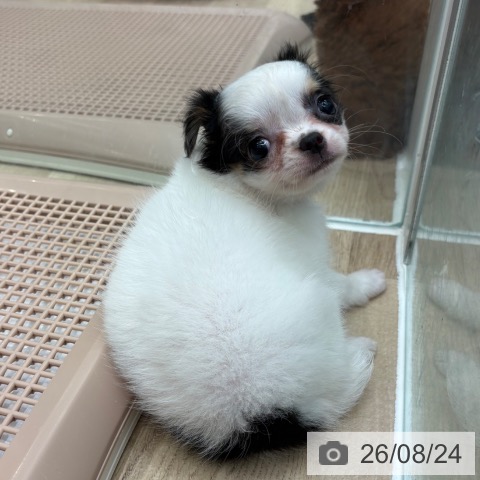 チワワの写真