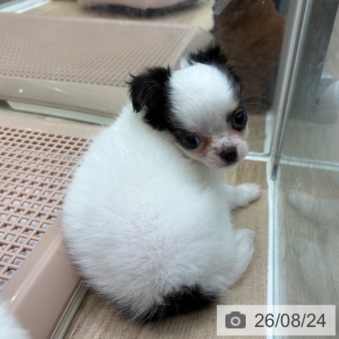 チワワの写真
