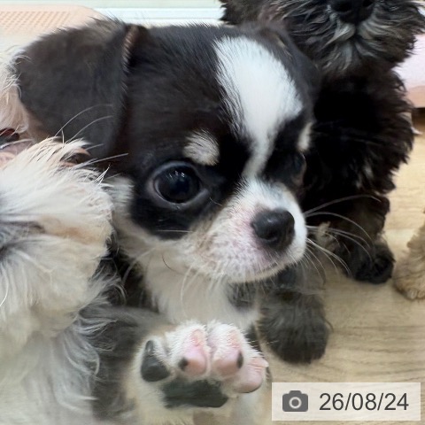 チワワの写真