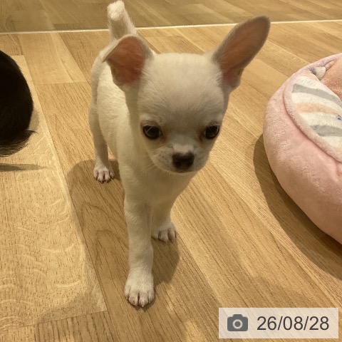 新潟県のチワワ(ロング) (ペットプラス 新潟亀田インター店/2026年6月24日生まれ/女の子/クリームホワイト)の子犬の4枚目の画像