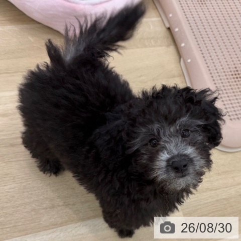 大阪府のトイプードル(トイ) (ペットプラス 松原店/2026年6月14日生まれ/男の子/グレー)の子犬の3枚目の画像