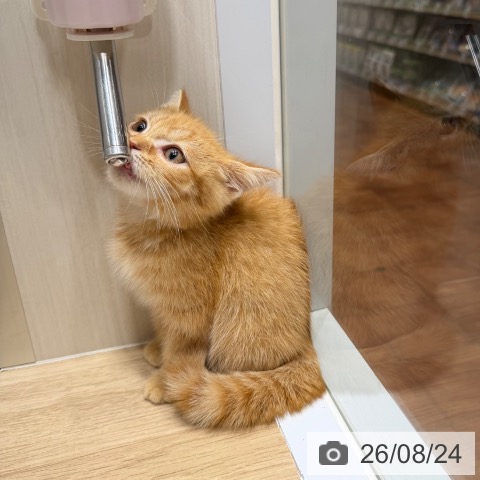 スコティッシュフォールドの写真