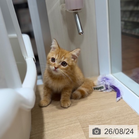 スコティッシュフォールドの写真