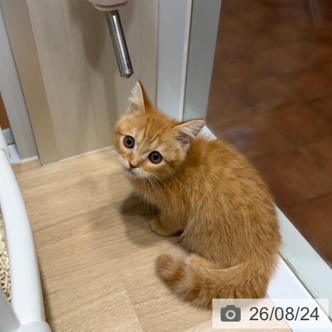 スコティッシュフォールドの写真