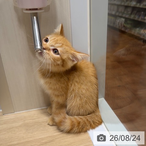 スコティッシュフォールドの写真