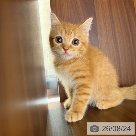 スコティッシュフォールドの写真
