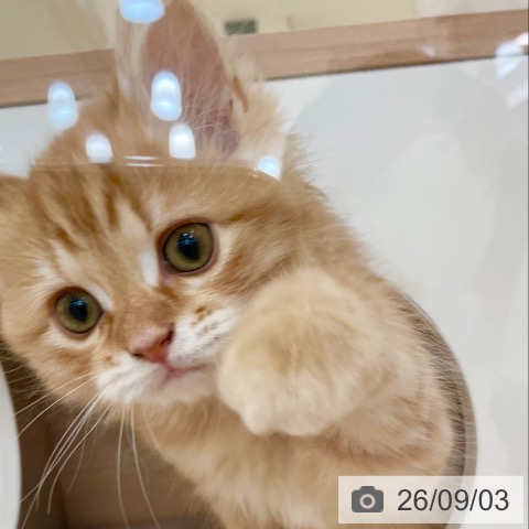 スコティッシュフォールドの写真