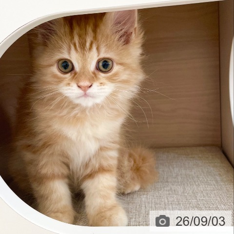 スコティッシュフォールドの写真