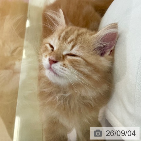 スコティッシュフォールドの写真