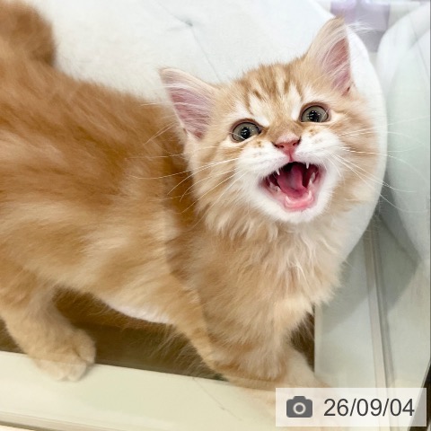 スコティッシュフォールドの写真