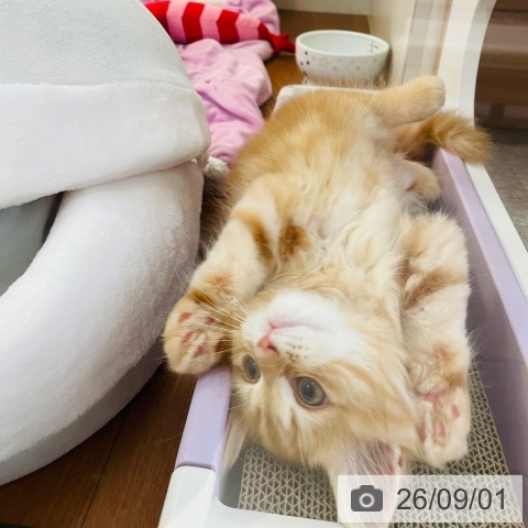 スコティッシュフォールドの写真