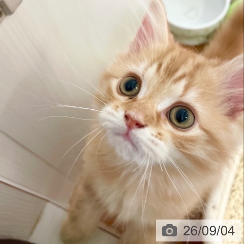 スコティッシュフォールドの写真