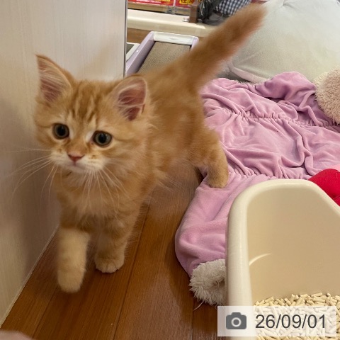 スコティッシュフォールドの写真