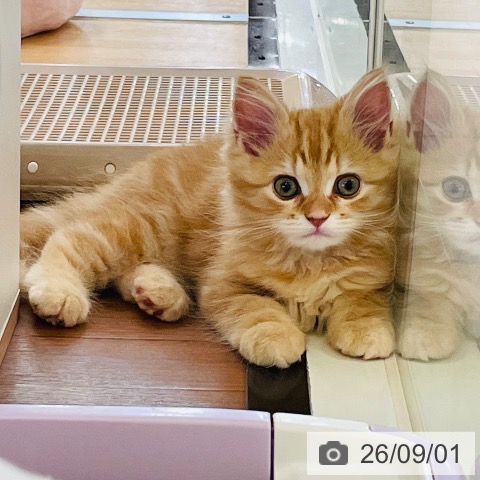 スコティッシュフォールドの写真