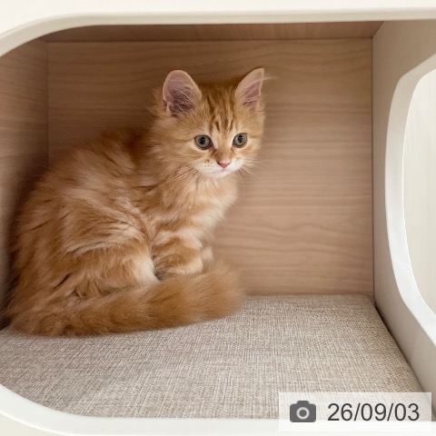 スコティッシュフォールドの写真
