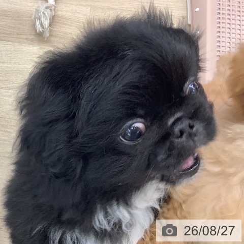 ペキニーズの写真