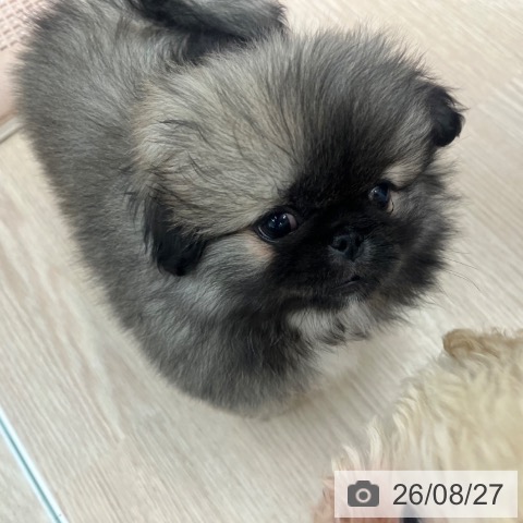 ペキニーズの写真