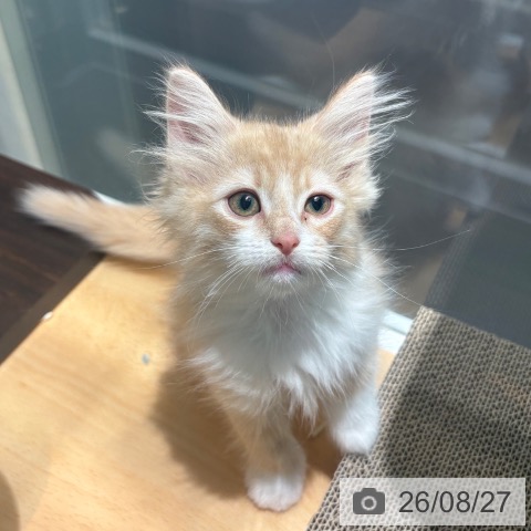 京都府のノルウェージャンフォレストキャット (ペットプラス イオンモールKYOTO店/2026年6月12日生まれ/男の子/クリームタビーホワイト)の子猫の4枚目の画像