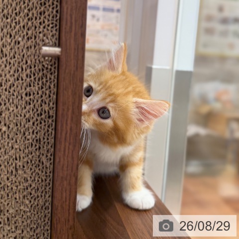 大阪府のノルウェージャンフォレストキャット (ペットプラス 四條畷店/2026年6月26日生まれ/男の子/レッドタビーホワイト)の子猫の4枚目の画像