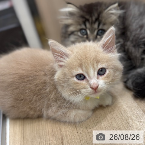 ノルウェージャンフォレストキャットの写真