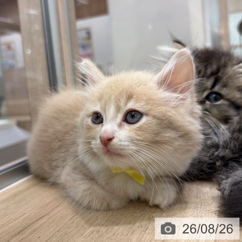 ノルウェージャンフォレストキャットの写真