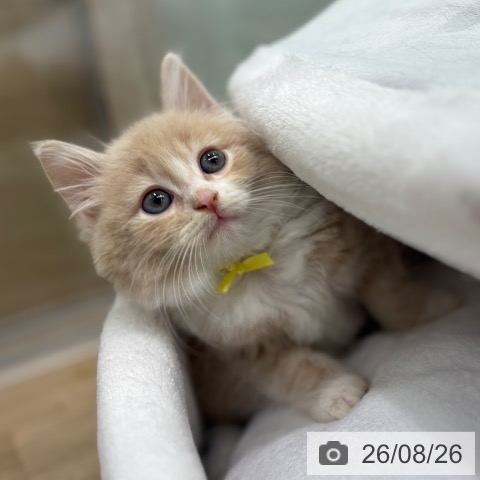 ノルウェージャンフォレストキャットの写真
