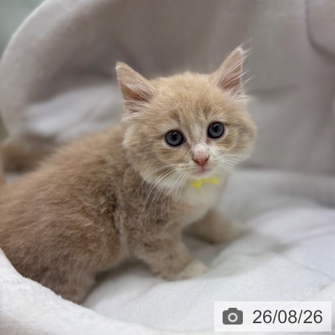 ノルウェージャンフォレストキャットの写真