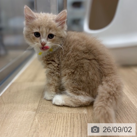 大阪府のノルウェージャンフォレストキャット (ペットプラス イオン大日店/2026年6月26日生まれ/男の子/クリームタビーホワイト)の子猫の4枚目の画像