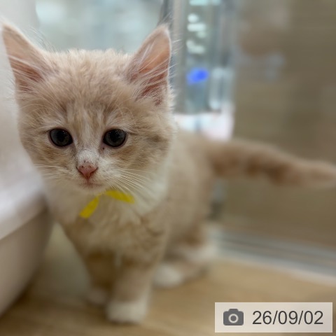 大阪府のノルウェージャンフォレストキャット (ペットプラス イオン大日店/2026年6月26日生まれ/男の子/クリームタビーホワイト)の子猫の3枚目の画像