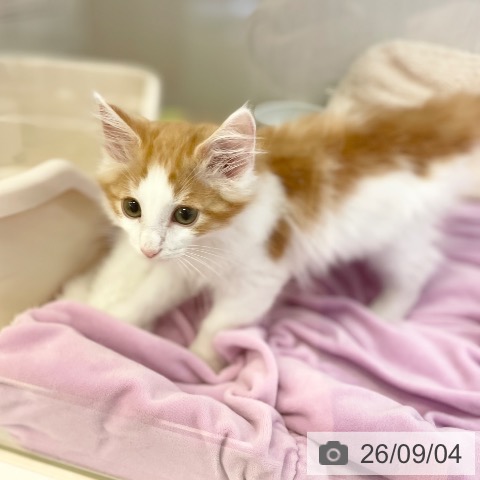 ノルウェージャンフォレストキャットの写真