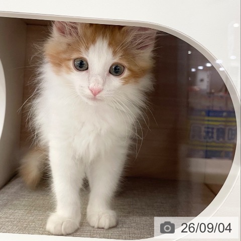 ノルウェージャンフォレストキャットの写真