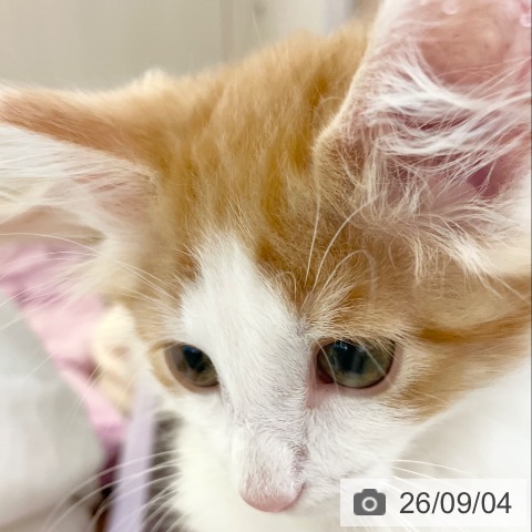 ノルウェージャンフォレストキャットの写真