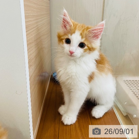 ノルウェージャンフォレストキャットの写真