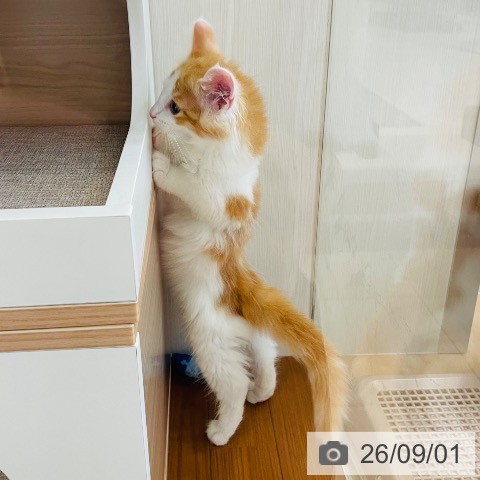 ノルウェージャンフォレストキャットの写真