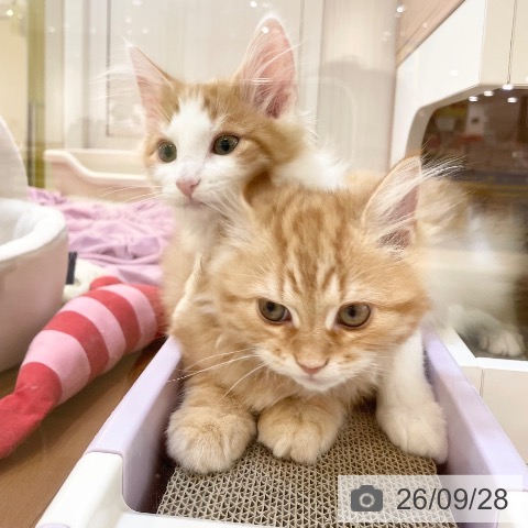 新潟県のノルウェージャンフォレストキャット (ペットプラス 新潟青山店/2026年6月13日生まれ/男の子/レッドタビーホワイト)の子猫の4枚目の画像