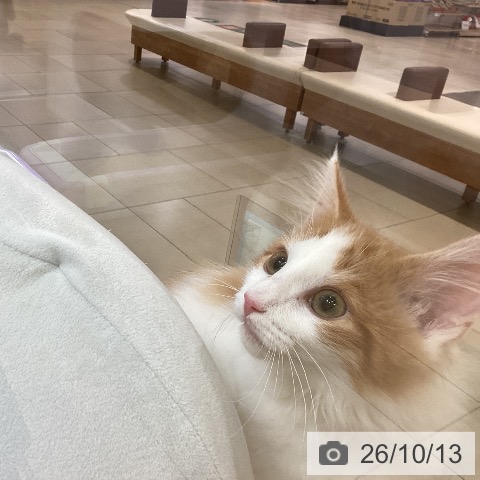 新潟県のノルウェージャンフォレストキャット (ペットプラス 新潟青山店/2026年6月13日生まれ/男の子/レッドタビーホワイト)の子猫の4枚目の画像