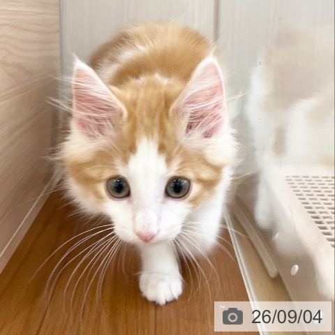 ノルウェージャンフォレストキャットの写真