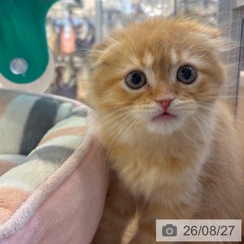 スコティッシュフォールドの写真